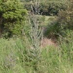 Cirsium scabrum Habitat