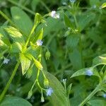 Myosotis laxa Blüte