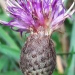 Centaurea nigraЦвят