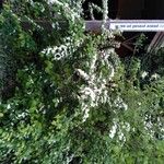 Cotoneaster multiflorus आदत