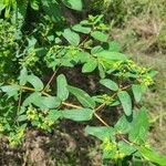 Chamaesyce hyssopifolia 葉