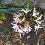 Nerine undulata Flower