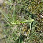 Ophrys arachnitiformis മറ്റ്