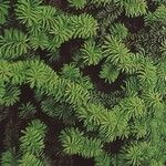 Abies balsamea Leaf