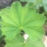 Alchemilla acutiloba Lapas