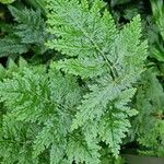 Selaginella willdenowii Лист