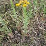 Solidago rigida Hábito