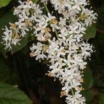 Ligustrum sinense फूल