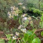 Pyrus cordata Floare