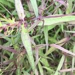 Linaria triphylla Leaf