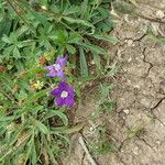 Legousia speculum-veneris Flower