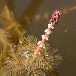 Myriophyllum spicatum Blüte