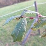 Salix × quercifolia ഇല