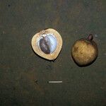 Platonia insignis Fruit