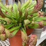 Sarracenia psittacina Yaprak