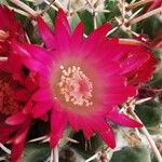 Mammillaria magnimamma Flor