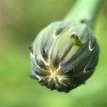 Hypochaeris radicata Sonstige