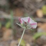 Convolvulus lanuginosus Õis