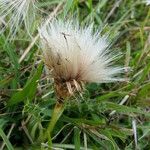 Cirsium acaulon Altro