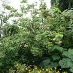 Dombeya burgessiae Хабит