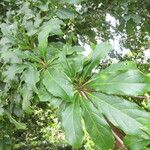 Terminalia bucidoides Leaf