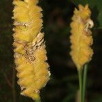 Calathea lasiostachya Fruit