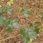 Rubus polonicus Leaf