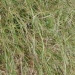 Nassella neesiana 葉
