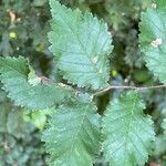 Ulmus minorLeaf