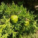 Cupressus sempervirensFruit