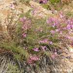 Epilobium dodonaei Habit