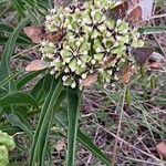 Asclepias asperula Foglia