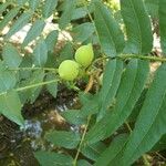 Juglans californica Blad