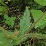 Geum × intermedium Hoja