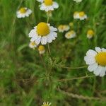 Matricaria chamomillaFlower