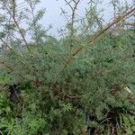 Podocarpus totara Φύλλο