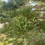 Sequoiadendron giganteum List