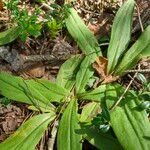 Arnica montana Habit