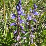 Polygala amarella Floare