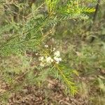 Acacia linifolia Kukka