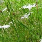 Dianthus spiculifolius Habit