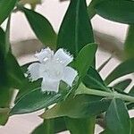 Buchozia japonica Flower