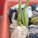 Epidendrum ciliare Çiçek