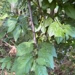 Prunus japonica 葉