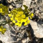 Erysimum rhaeticum Flower