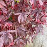 Hibiscus acetosella Feuille