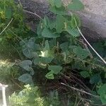 Aristolochia paucinervis Habit