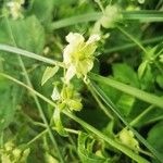 Silene baccifera Flor