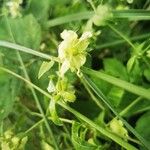 Silene baccifera Žiedas