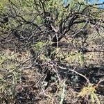 Prosopis velutina Hábito